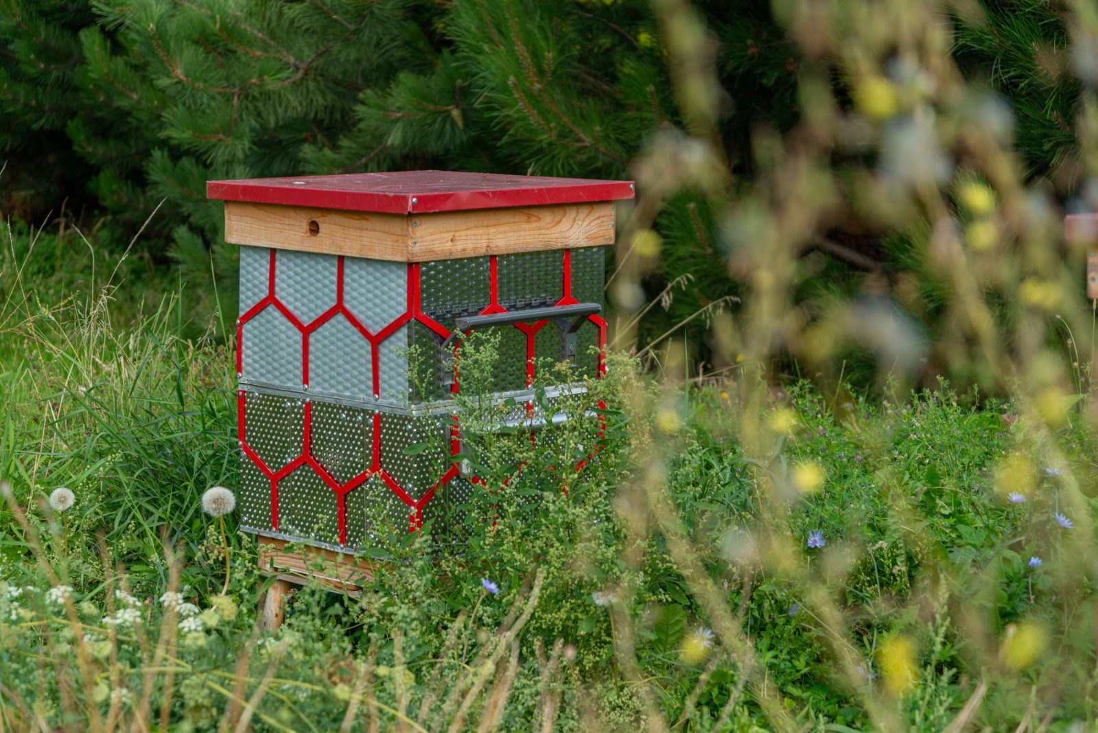 Pszczoły w centrum uwagi! Poznań świętuje ich dzień – moc atrakcji dla mieszkańców