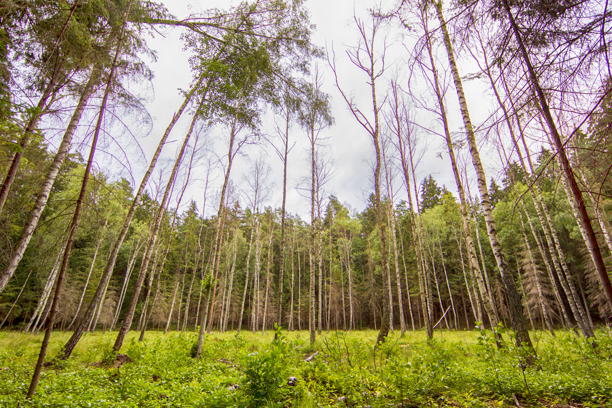 Olsztyn. Rezerwat przyrody Redykajny został powiększony
