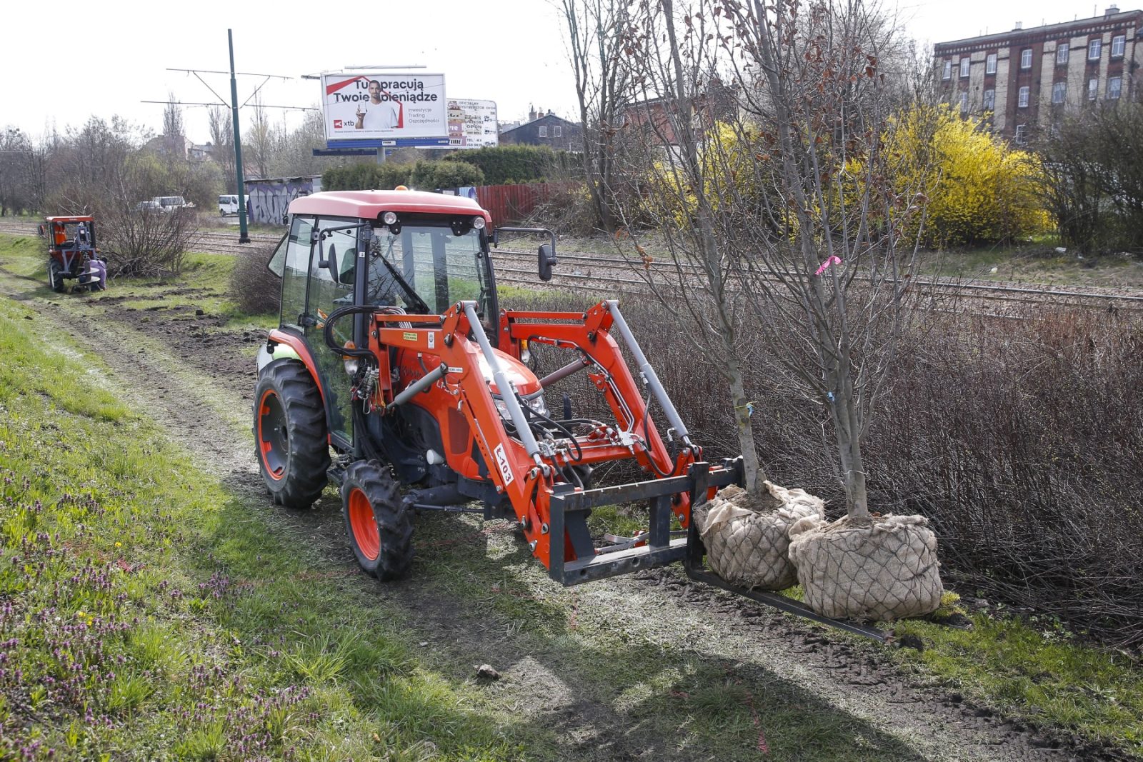 Blisko 1200 nowych drzew w Katowicach