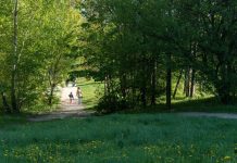 Na wiosnę Katowice inwestują w zieleń