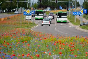 Łąki kwietne podbijają kolejne hektary Białegostoku