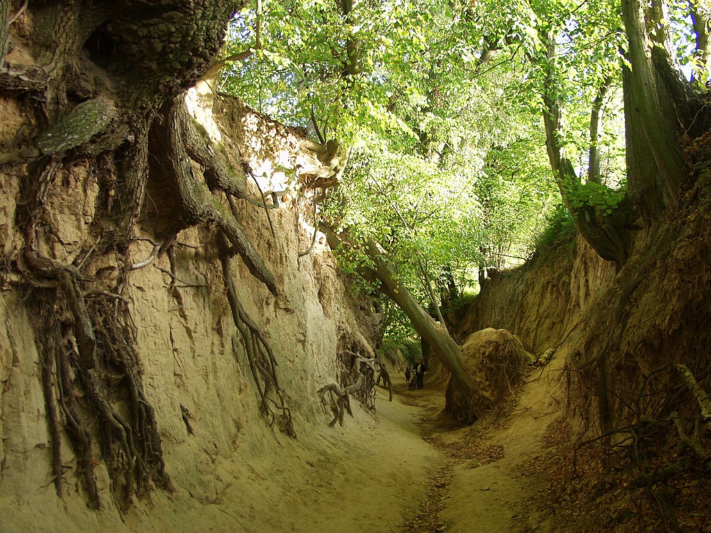 Starodrzew pod presją. Dlaczego nie da się zastąpić stuletniego buka kilkoma sadzonkami?