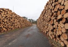 Nowa ustawa przeciwko wylesianiu. Resort klimatu wdraża unijne rozporządzenie EUDR