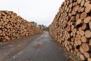 Nowa ustawa przeciwko wylesianiu. Resort klimatu wdraża unijne rozporządzenie EUDR
