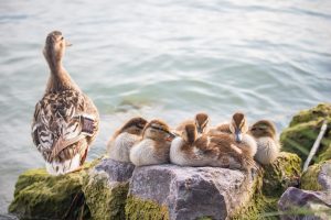 Resort klimatu: czasowy zakaz polowań na siedem gatunków ptaków