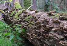 IOŚ: 26 czerwca w Białowieży spotkanie podsumowujące prace nad planem zarządzania Puszczą Białowieską