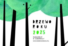 Rusza głosowanie na Drzewo Roku 2025