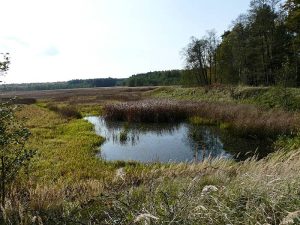 Lubuskie wzbogaca się o 10 rezerwatów przyrody. Chronią torfowiska, doliny rzeczne i cenne siedliska