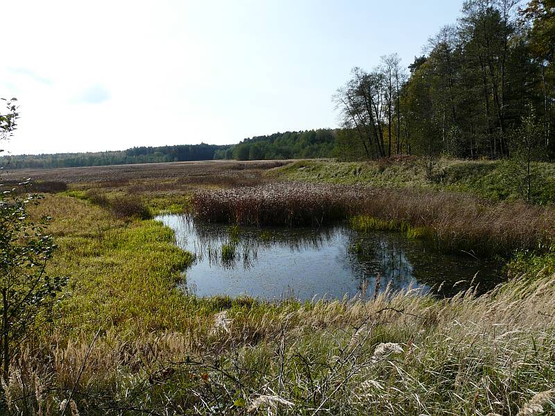 Lubuskie wzbogaca się o 10 rezerwatów przyrody. Chronią torfowiska, doliny rzeczne i cenne siedliska