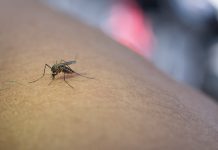 Lato komarów i kleszczy. Ciepło, wilgoć i… zagrożenie z powietrza