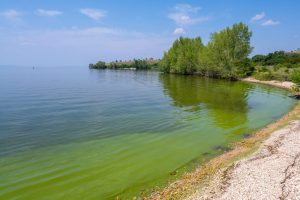 Sinice atakują mazurskie jeziora - Niegocin i Mikołajskie
