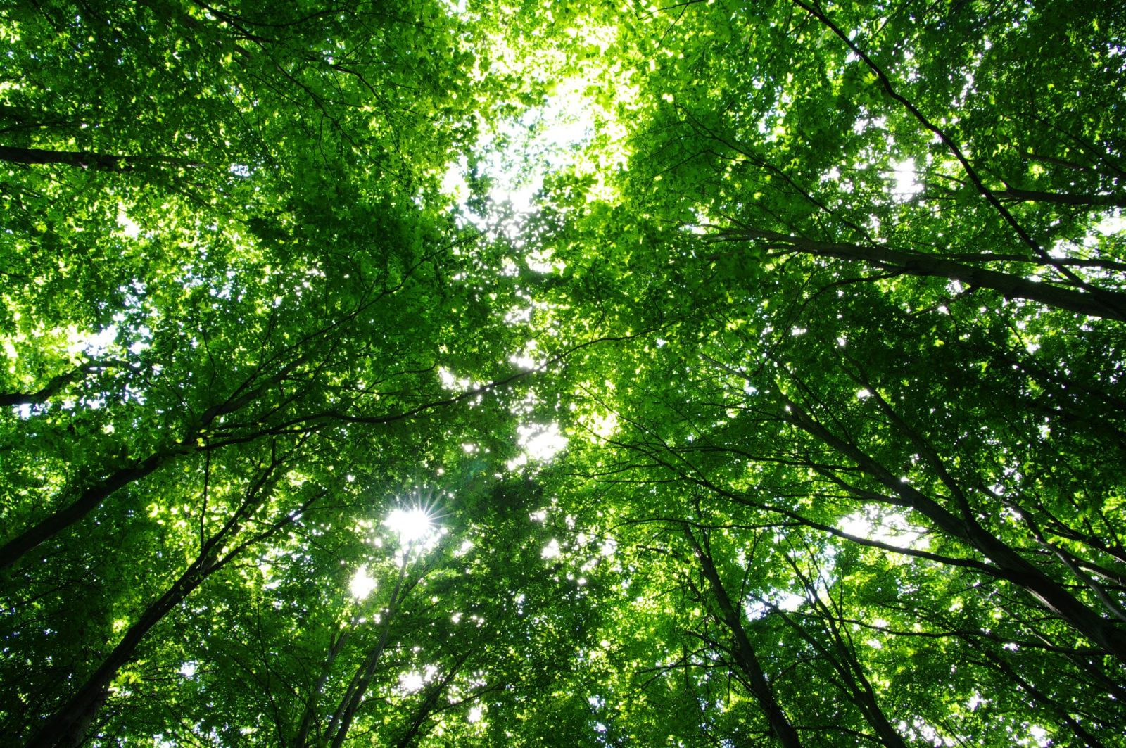 Kołobrzeg rozpoczyna projekt cyfrowej inwentaryzacji drzew