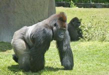 160. urodziny najstarszego ogrodu zoologicznego w Polsce