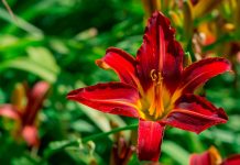 Łódź. W Ogrodzie Botanicznym zakwitło 16 tysięcy liliowców
