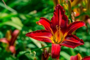 Łódź. W Ogrodzie Botanicznym zakwitło 16 tysięcy liliowców