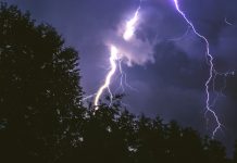 Pioruny niszczą rocznie setki milionów drzew