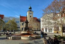 Rybnik wprowadza Standardy Ochrony Drzew