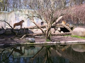 Zwierzęta domowe na karmę dla drapieżników? Kontrowersyjna decyzja zoo w Danii