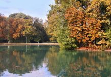 Szrotówek atakuje włocławskie kasztanowce – miasto reaguje