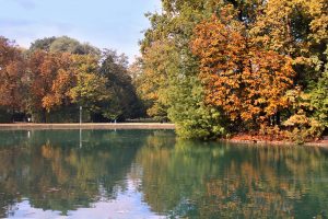 Szrotówek atakuje włocławskie kasztanowce – miasto reaguje