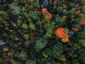 Lasy słabną w walce z CO₂. Europa niebezpiecznie traci naturalny bufor