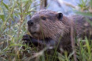 Bobry w służbie klimatu i wody. Naukowcy wskazują, gdzie ich tamy mogą przynieść największe korzyści