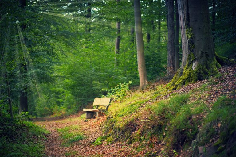 Gorzów Wlkp. zyska nowy park leśny. Powstanie na terenie dawnego poligonu