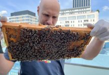 Pszczeli biomonitoring