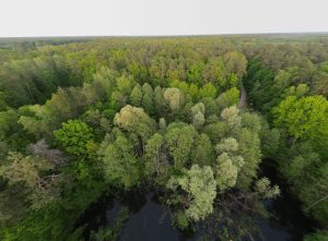 Trzy nowe rezerwaty przyrody w woj. lubelskim. Cenne ekosystemy pod ochroną