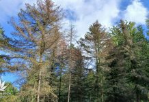 Susza zabija iglaki w Rogowie. Arboretum traci kolejne gatunki