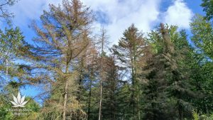 Susza zabija iglaki w Rogowie. Arboretum traci kolejne gatunki