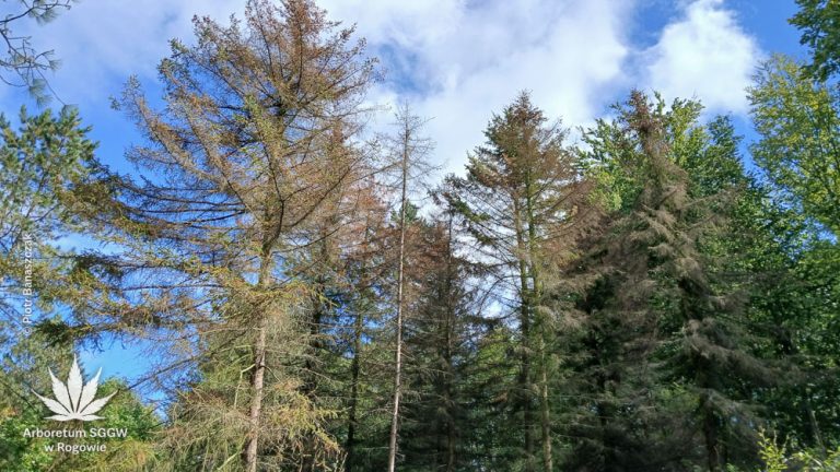 Susza zabija iglaki w Rogowie. Arboretum traci kolejne gatunki