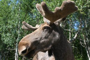 Łosie nadal pod ochroną. Resort klimatu nie zgadza się na odstrzał
