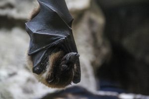 Warmia i Mazury remontują bunkry dla nietoperzy