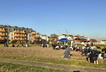 Nowe łąki kwietne w Gliwicach – Łabędy i Obrońców Pokoju w barwach natury