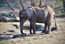 Poznań. Po śmierci słonicy Kingi radna PiS kieruje sprawę do prokuratury. Miasto broni dyrektora zoo