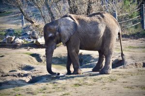 Poznań. Po śmierci słonicy Kingi radna PiS kieruje sprawę do prokuratury. Miasto broni dyrektora zoo