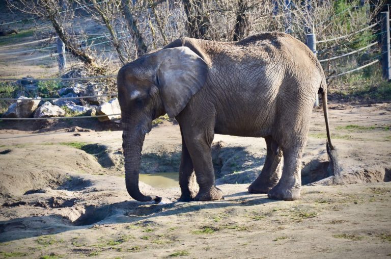 Poznań. Po śmierci słonicy Kingi radna PiS kieruje sprawę do prokuratury. Miasto broni dyrektora zoo