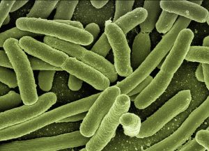 Mikroplastik przenosi groźne bakterie. Naukowcy alarmują