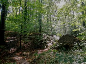 Tarnowskie Góry. Rezerwat w Reptach? Ochrona przyrody i obawy mieszkańców