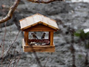 Ptasie stołówki wracają do Białegostoku. 140 karmników do rozdania