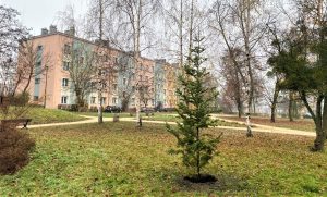 Nowe choinki w Gliwicach – świąteczny klimat, całoroczne korzyści
