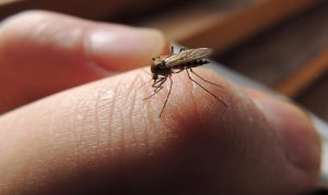 Utrata bioróżnorodności sprawia, że komary atakują ludzi coraz częściej