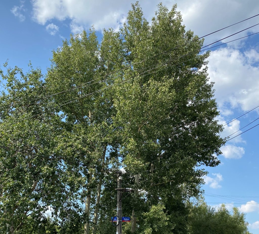 Drzewa, które zaczynają wszystko
