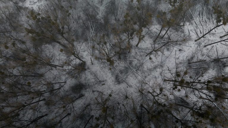 Policja namierzyła osobę, która wycięła setki drzew w toruńskim obszarze Natura 2000