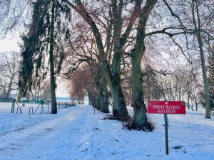 Pomniki przyrody pod lupą. Lublin inwestuje w arborystykę z unijnym wsparciem