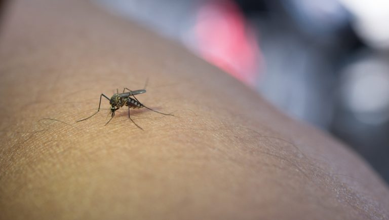 Mróz nie załatwi sprawy. Komary i kleszcze wrócą – choć nie wszystkie