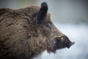 Dziki w miastach to nie agresja, lecz adaptacja. „One czytają rytm miasta”