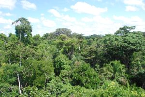 Lasy produkują deszcz wart miliardy. Amazonia „zarabia” 20 mld dolarów rocznie