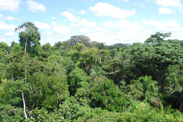 Lasy produkują deszcz wart miliardy. Amazonia „zarabia” 20 mld dolarów rocznie